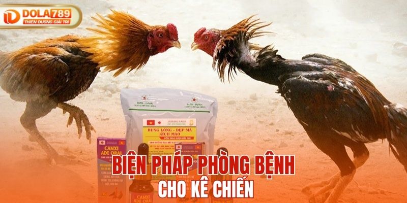 Biện pháp phòng bệnh cho kê chiến