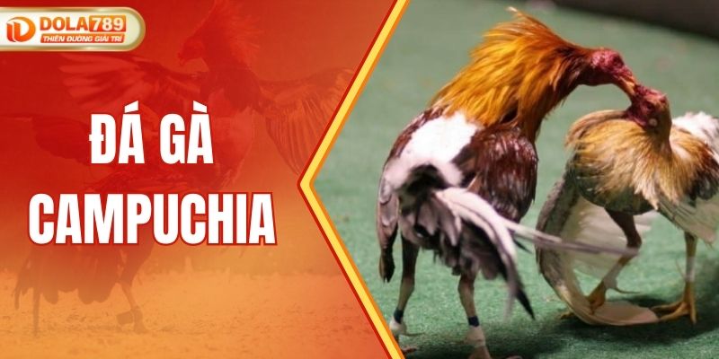 Đá Gà Campuchia - Khám Phá Bộ Môn Thể Thao Văn Hóa Đặc Sắc