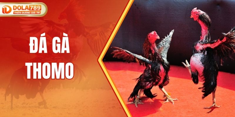 Đá Gà Thomo - Theo Dõi Trận Đấu Hot Hàng Đầu Tại DOLA789
