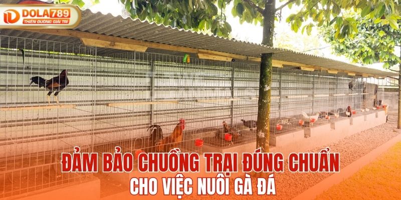 Đảm bảo chuồng trại đúng chuẩn cho việc nuôi gà đá