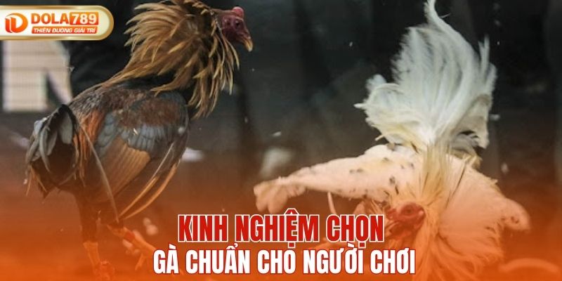 Kinh nghiệm chọn gà chuẩn cho người chơi