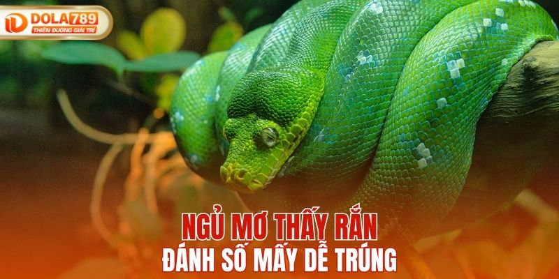 Ngủ mơ thấy rắn đánh số mấy dễ trúng