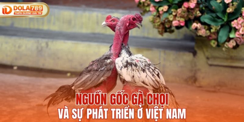 Nguồn gốc gà chọi và sự phát triển ở Việt Nam